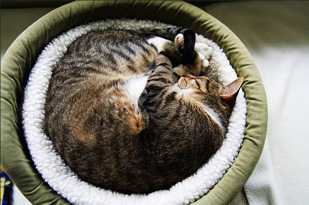 How to Choose a Cat Bed Your Cat Will Actually Use