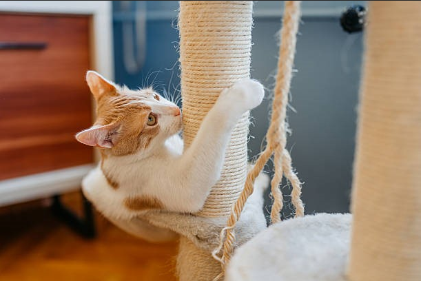 Where to Put a Cat Scratcher So Your Cat Actually Uses It