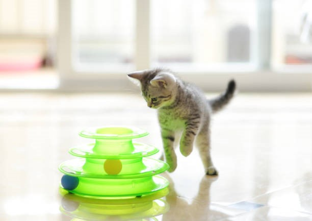 How to Choose Cat Puzzle Toys for Your Cat’s Skill Level