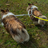 CRAZYcoupl'r - 2 Dogs on 1 Leash