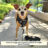 Midnight No-Pull Dog Harness