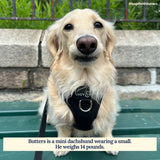 Midnight No-Pull Dog Harness