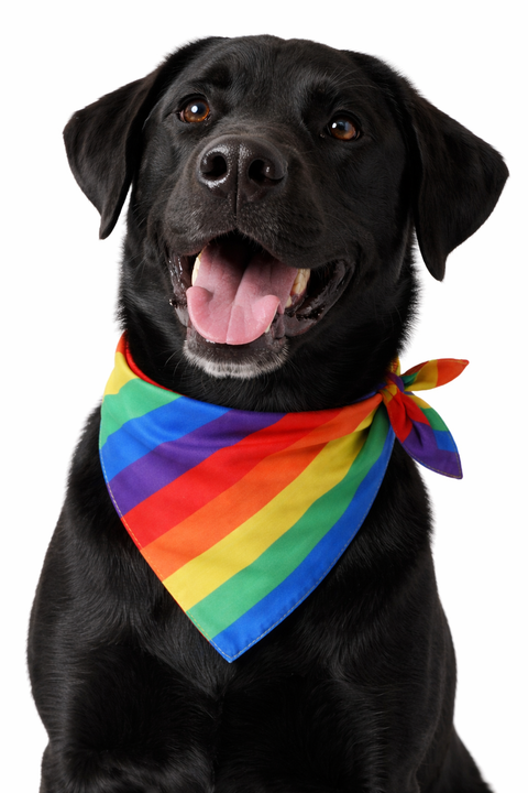 LGBTQ+ Pride Rainbow Pet Bandana Scarf – Adjustable Dog & Cat Bandana - Pride Pet Accessory