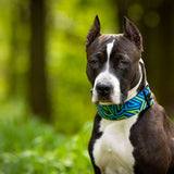 Bestia Dog Sport GripPro Print Collar - Blue&Green