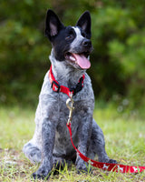 Jeffers Reflective Hound Series Adjustable Nylon Dog Collars