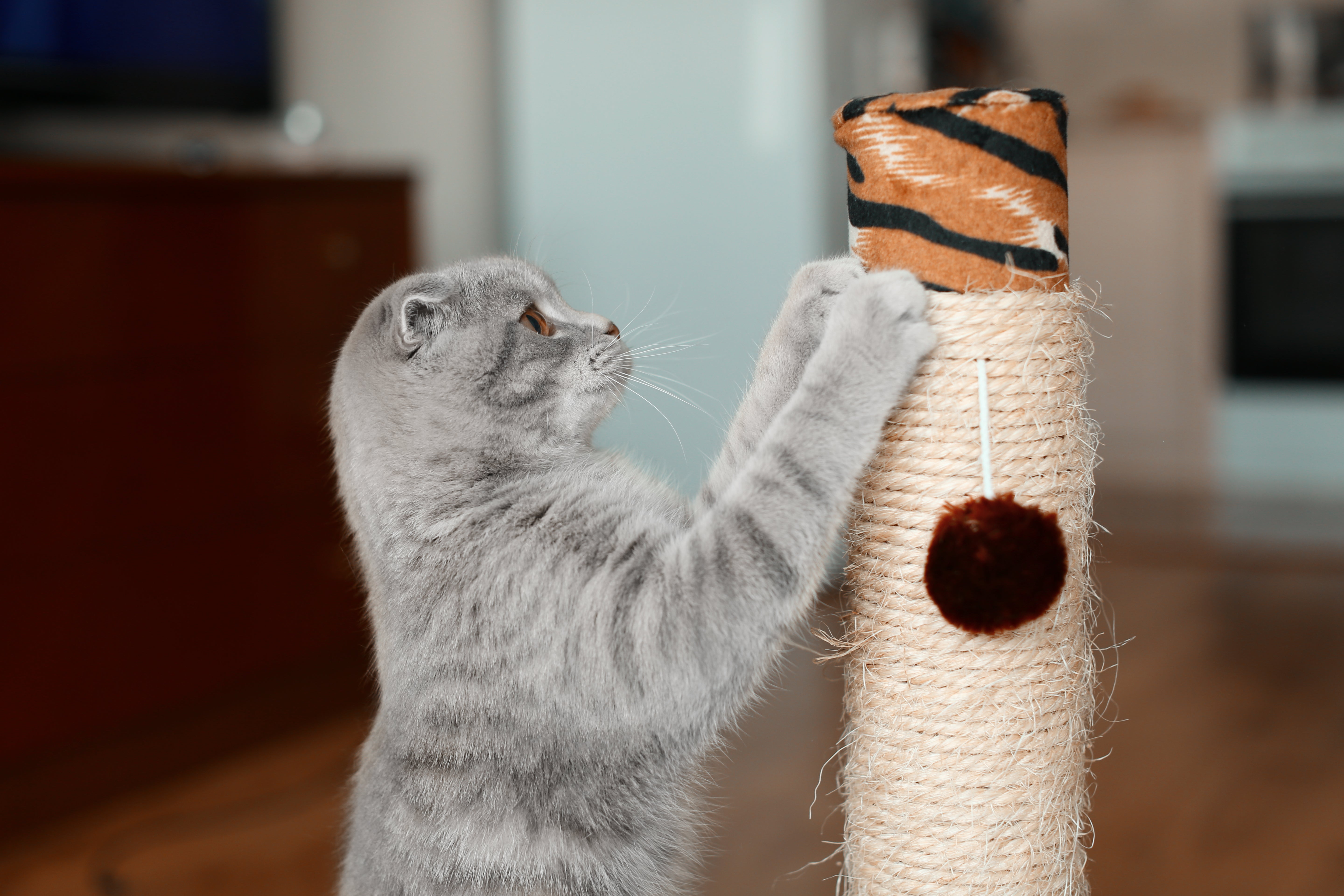 Treats, Toys & Everything Cats Love